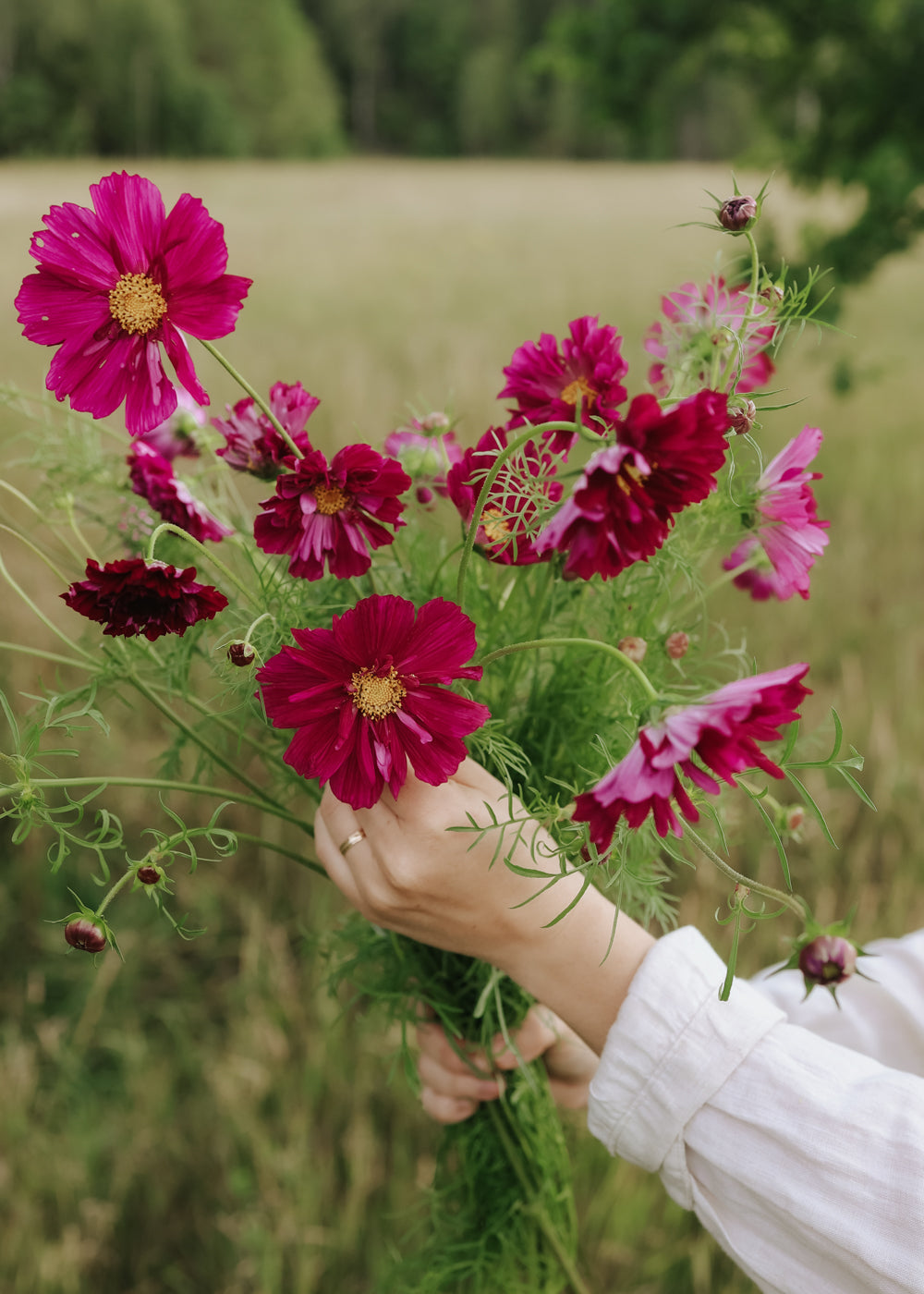 Rosenskära - Double Click Cranberries