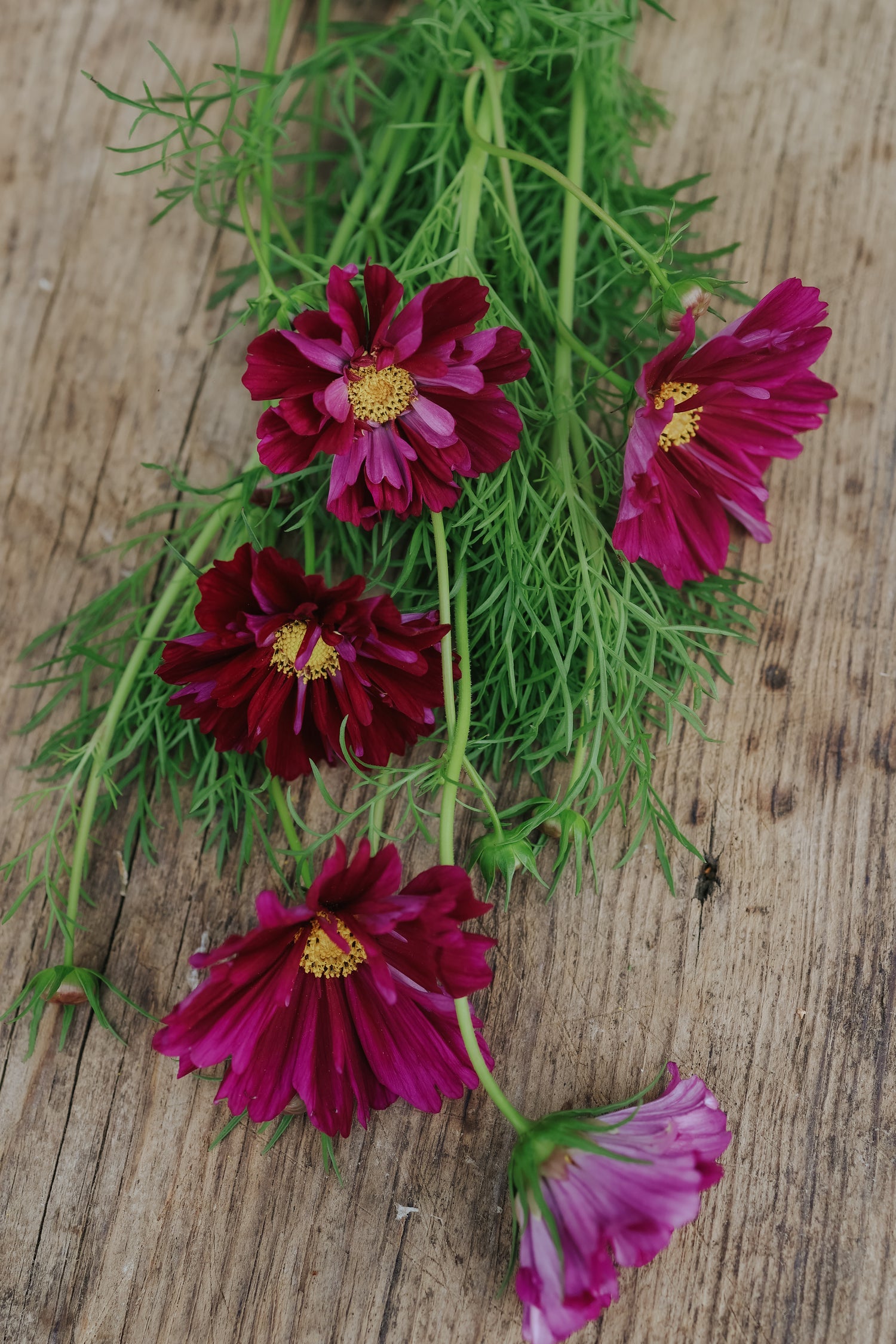 Rosenskära - Double Click Cranberries