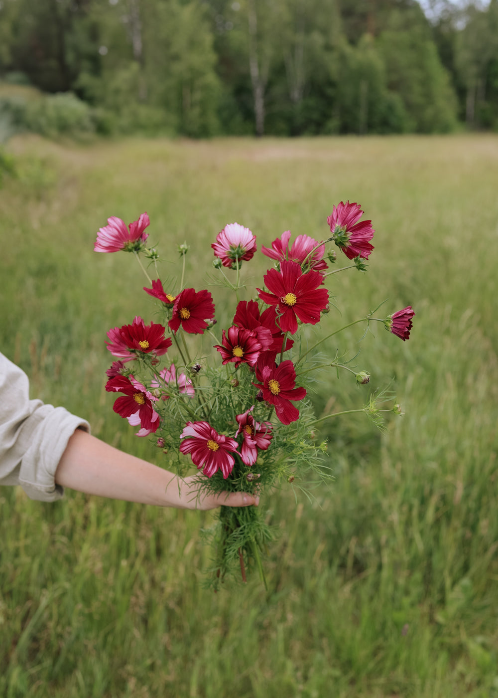 cosmos flower seeds online Cosmos seeds - Velouette