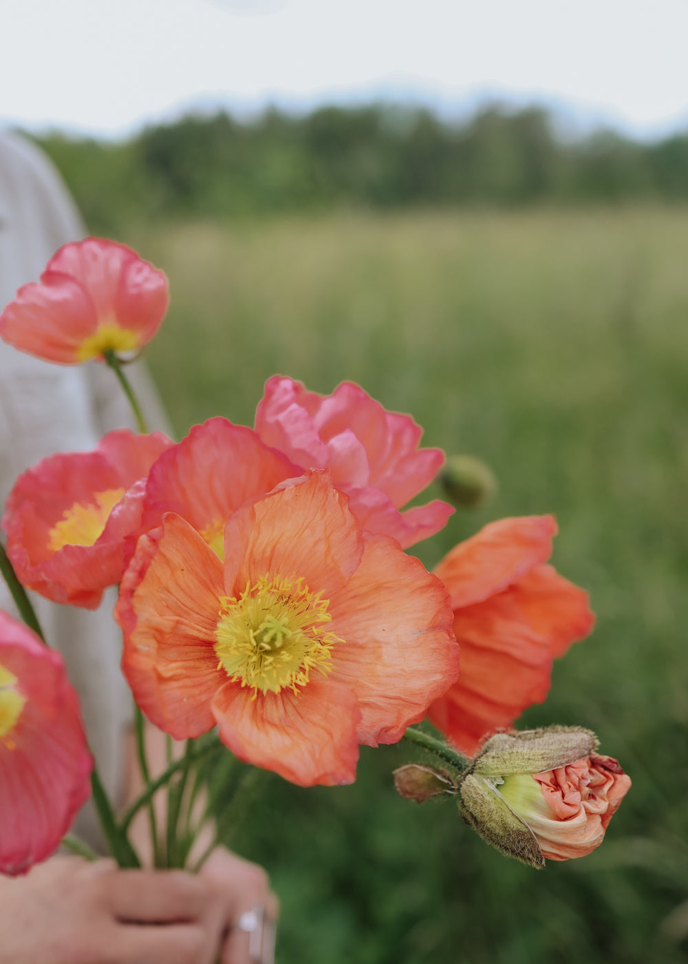 Sibirische Mohn - Champagne Bubbles Pink