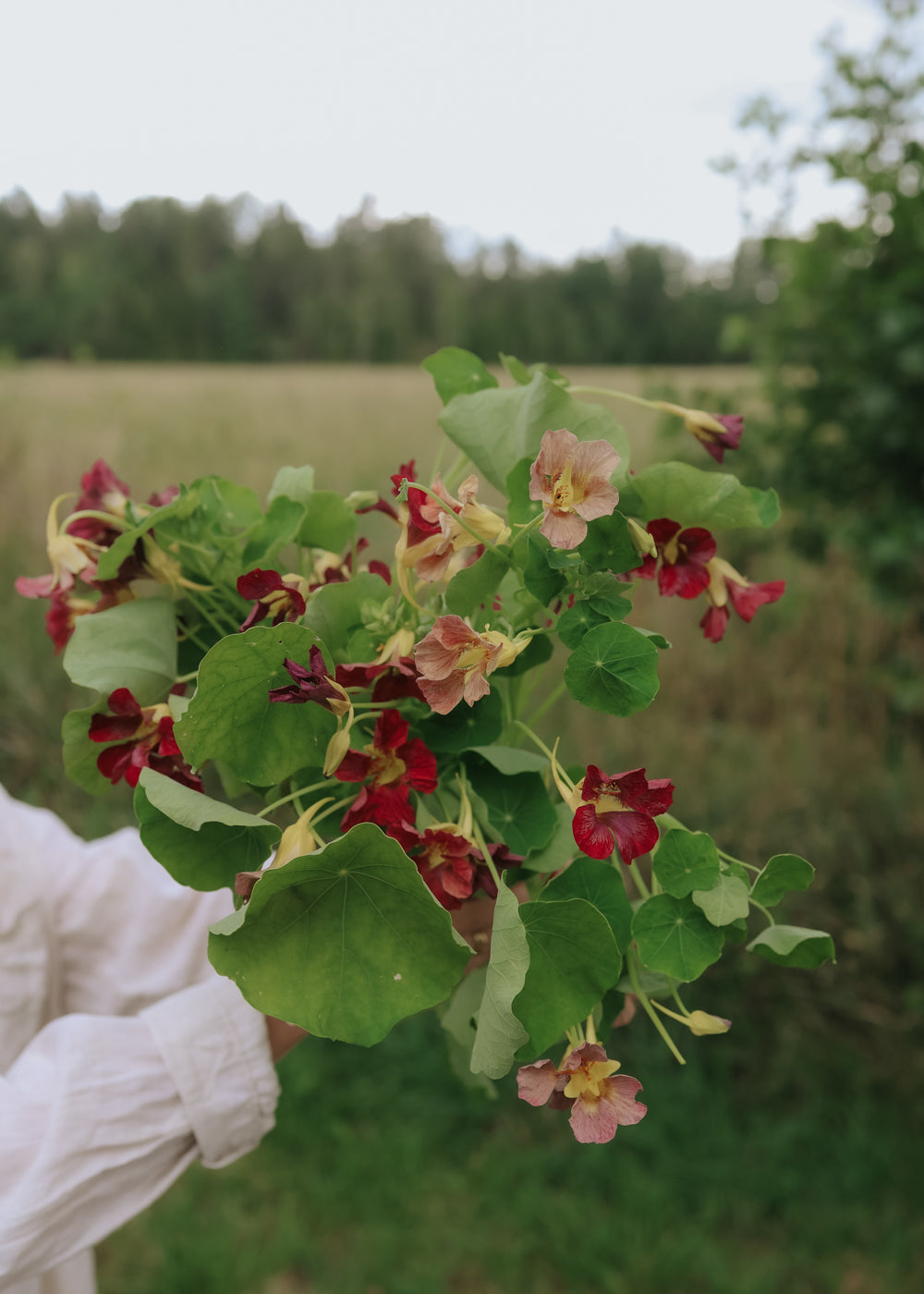 Kapuzinerkresse - Purple Emperor