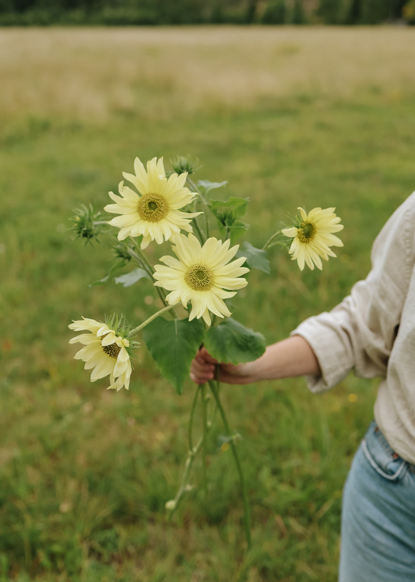 Mini Sonnenblume - Italian Green Heart