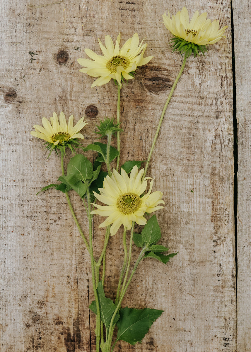 Minisolros - Italian Green Heart