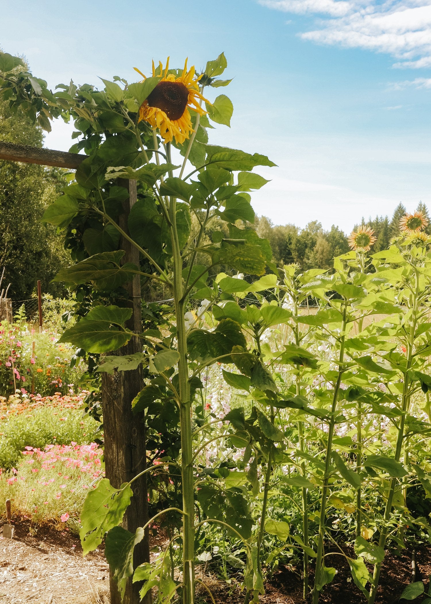 Tournesol - Giganteus