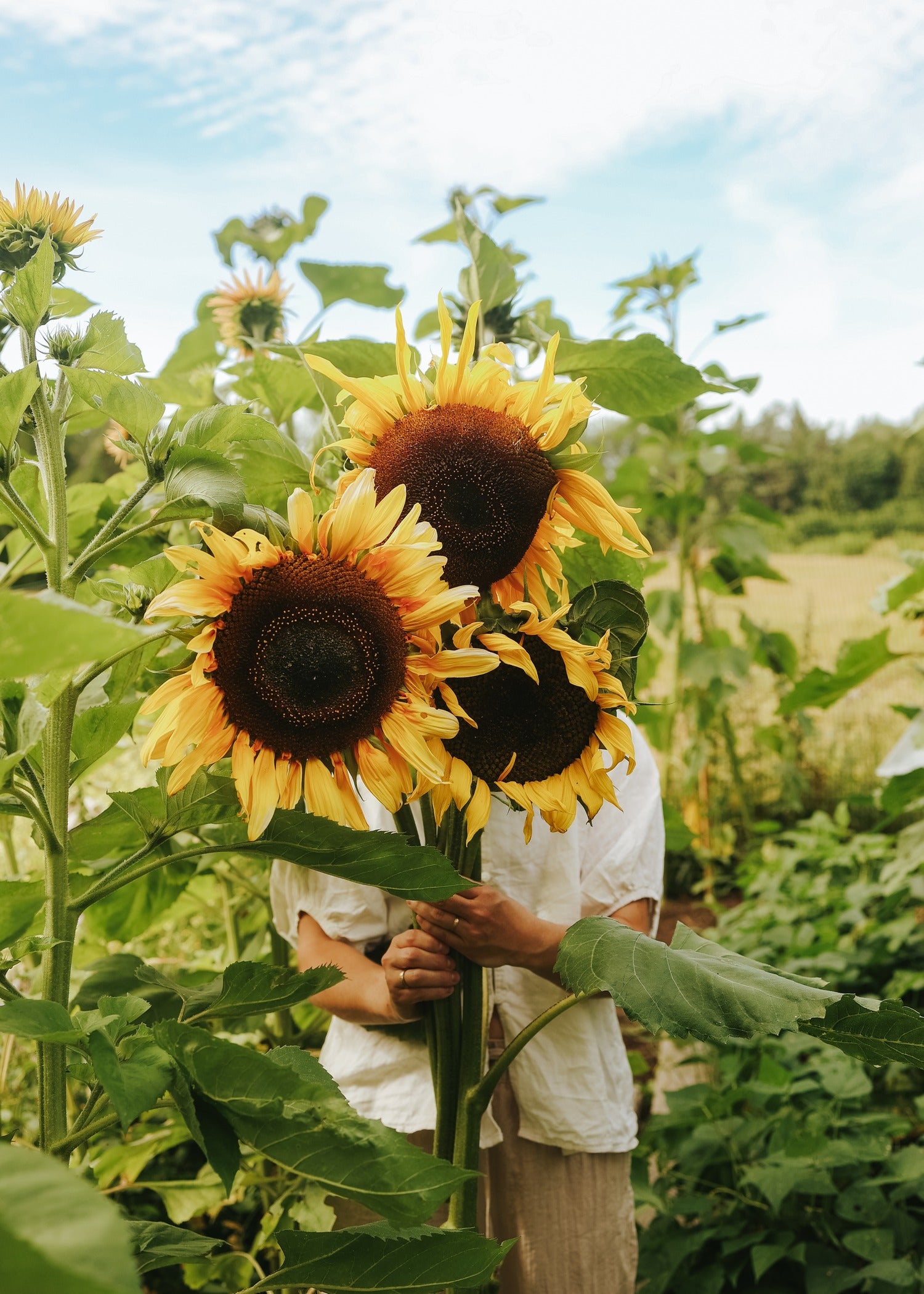Tournesol - Giganteus