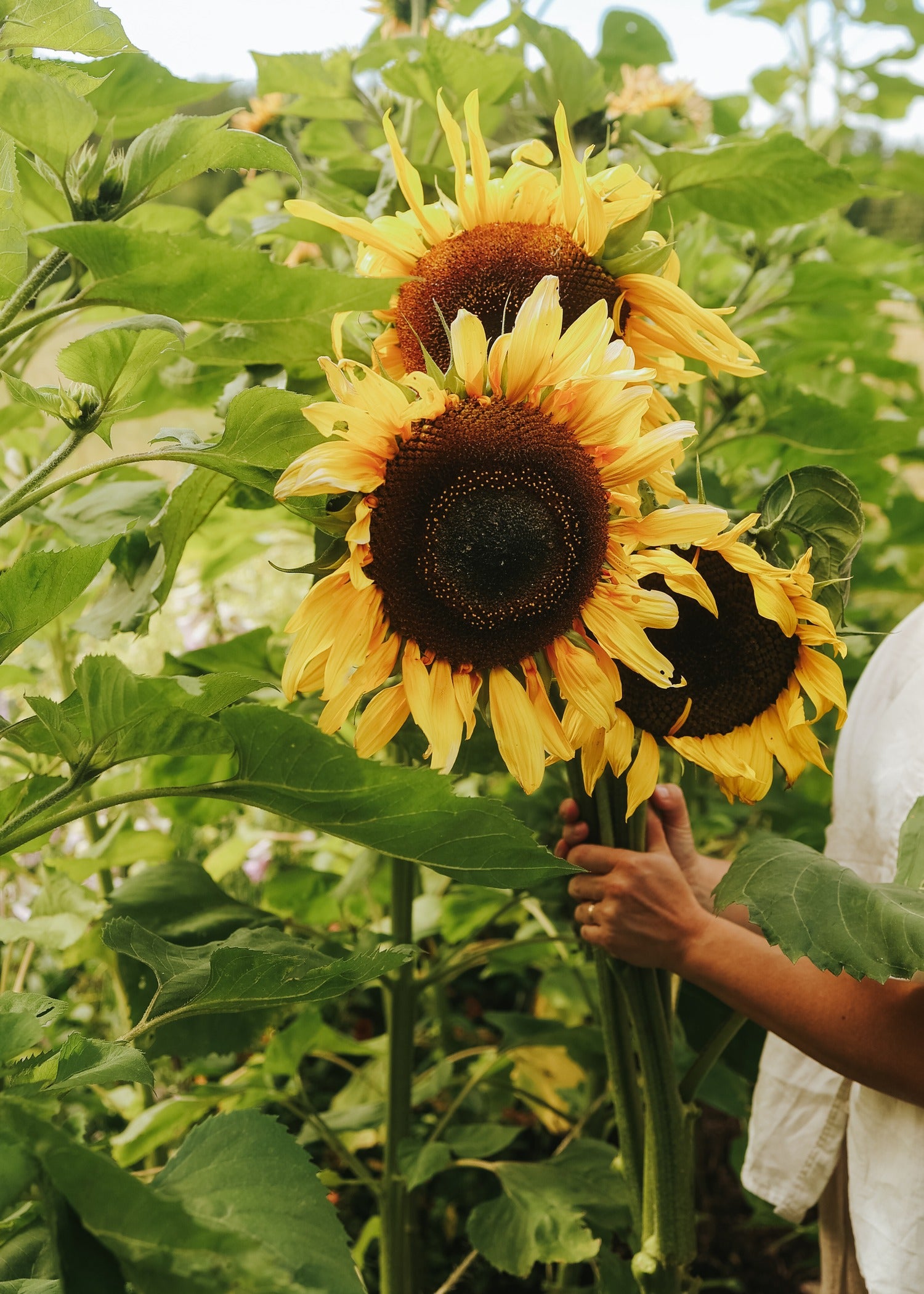Tournesol - Giganteus