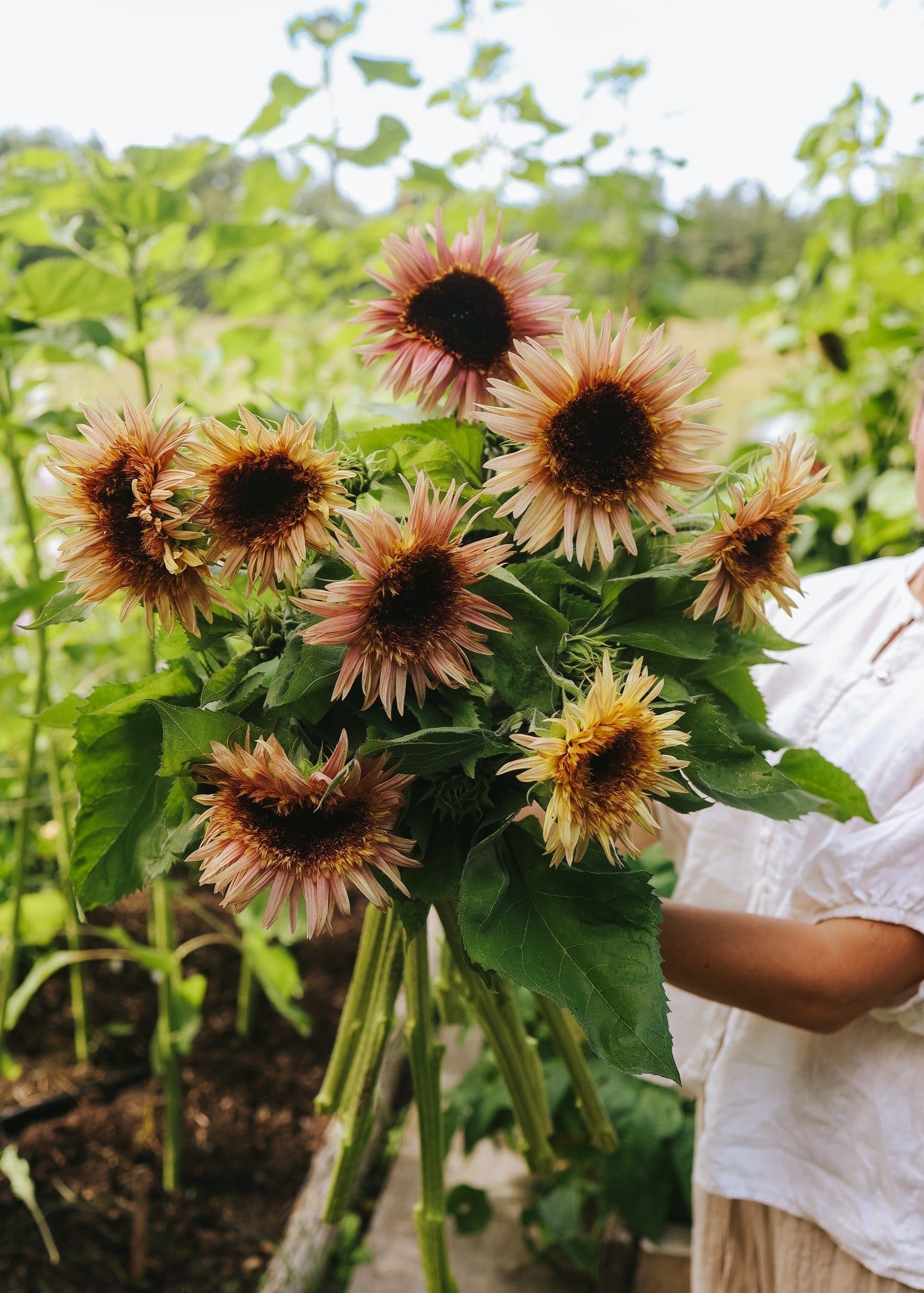 Sunflower - Astra Rose