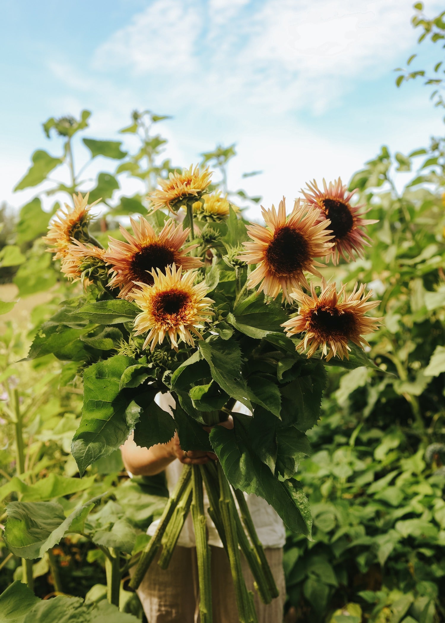 Sunflower - Astra Rose