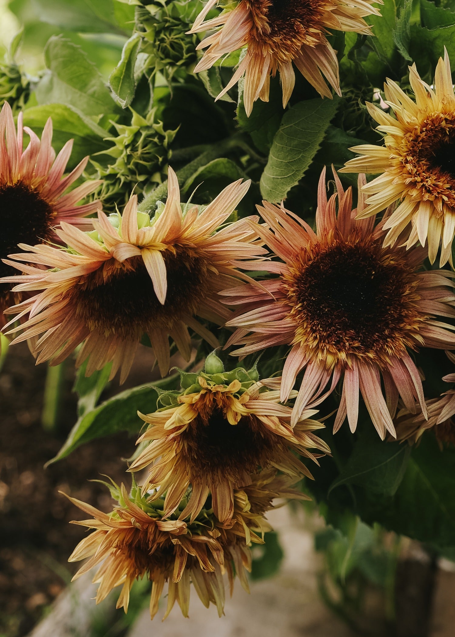 Sunflower - Astra Rose