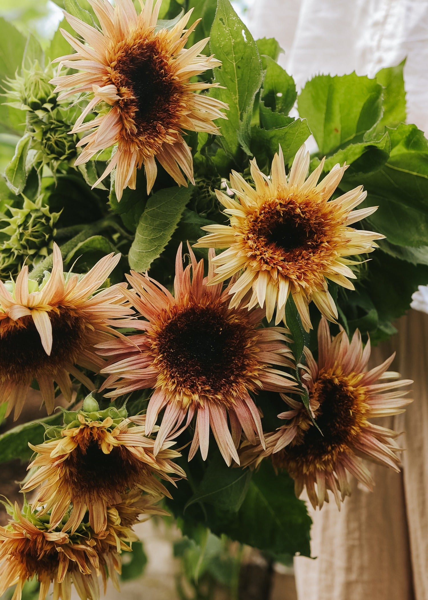 Sunflower - Astra Rose