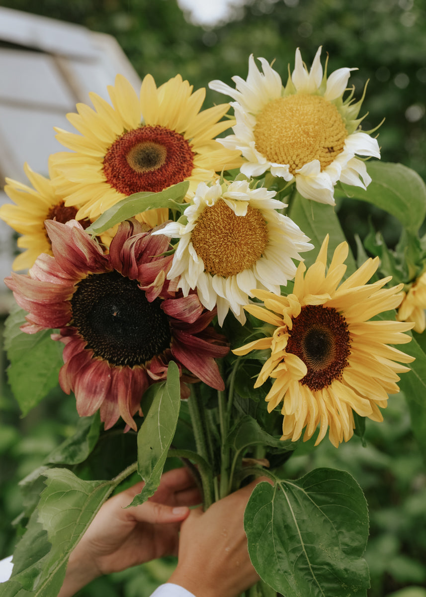 Sunflower - Solero Mix