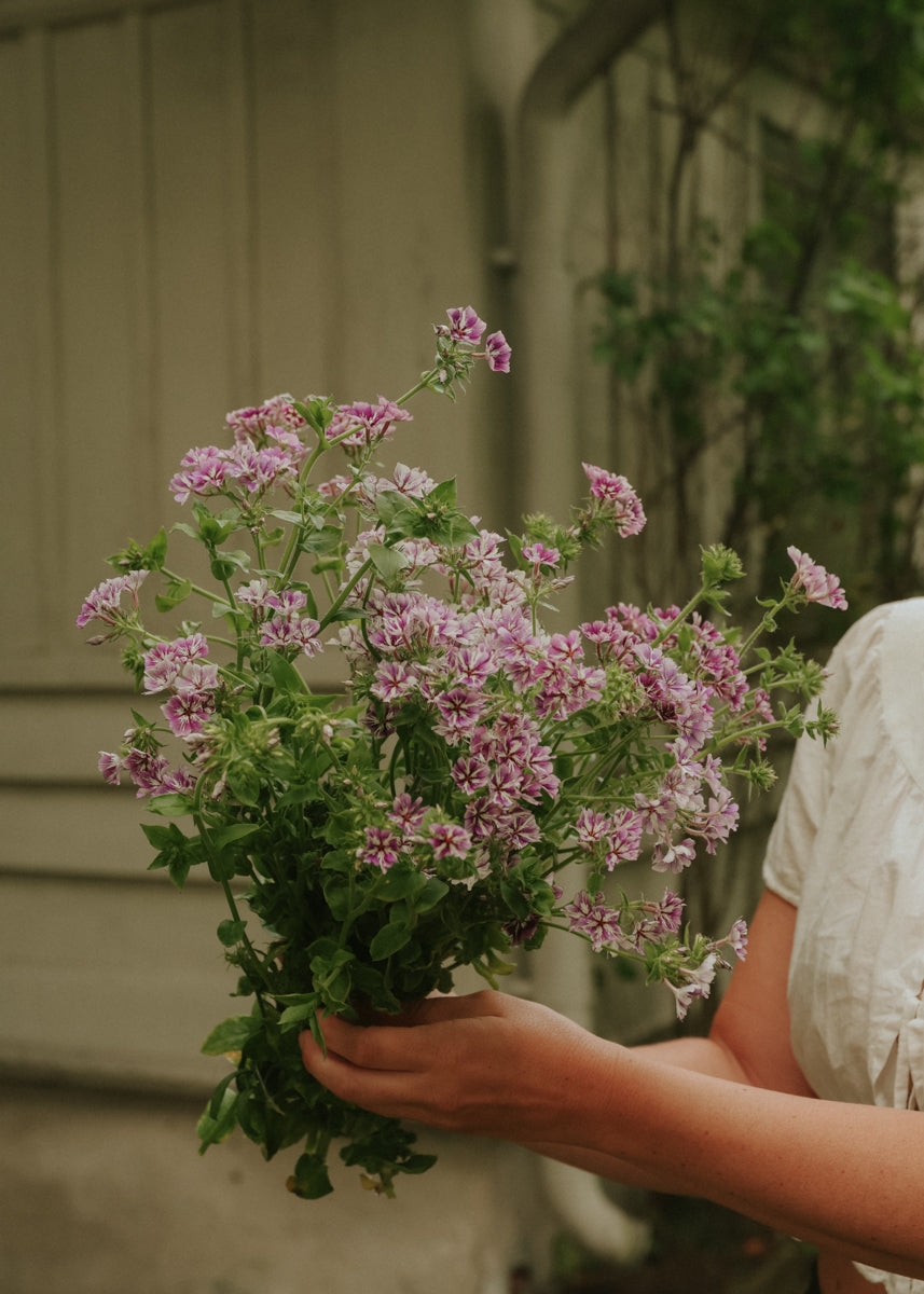 Sommerphlox - Sugar stars