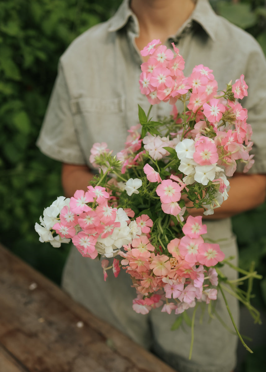 summer flower seeds online Summer Phlox seeds - Coral Reef