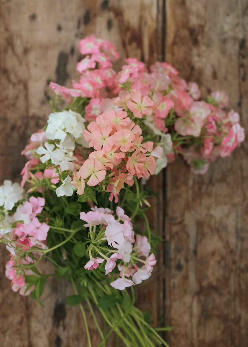 Sommer-Phlox - Coral Reef