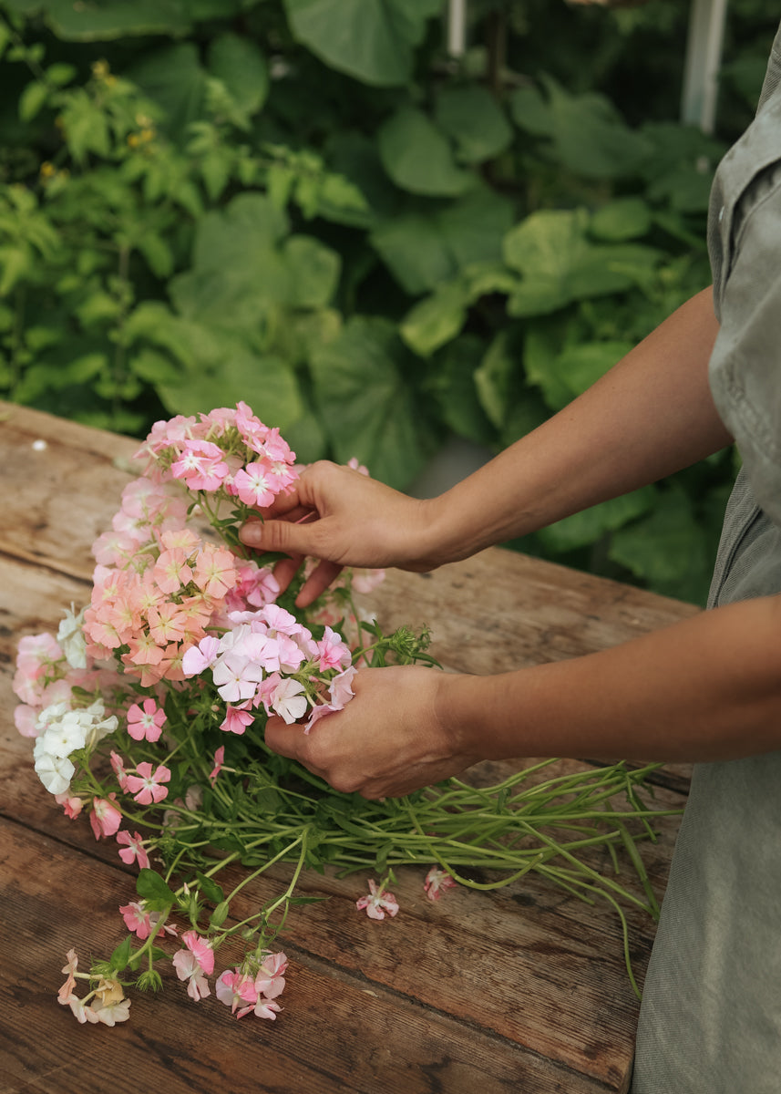 Sommer-Phlox - Coral Reef