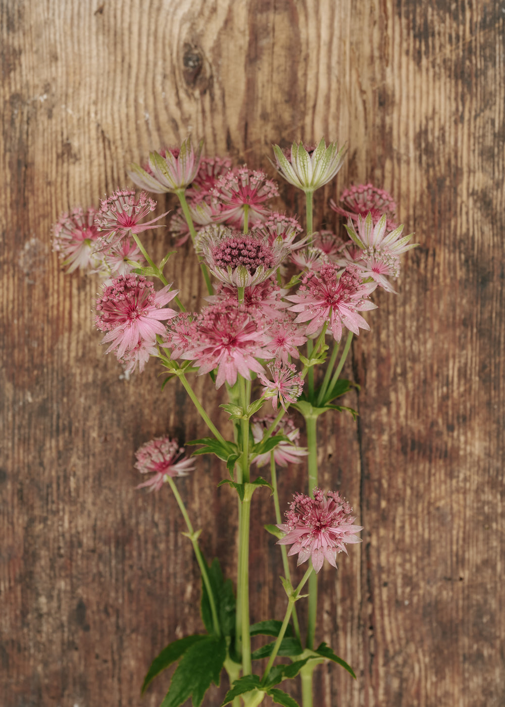 Große Sterndolde - Rose