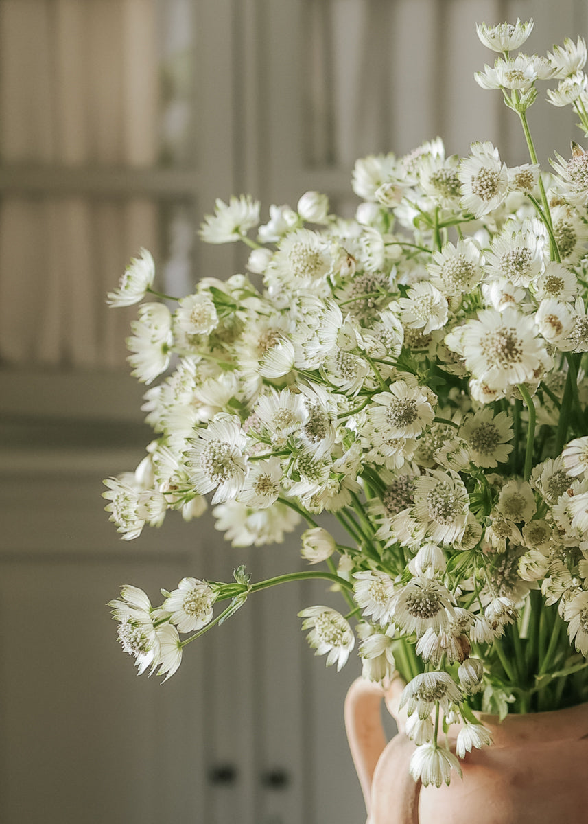 Stjärnflocka - White