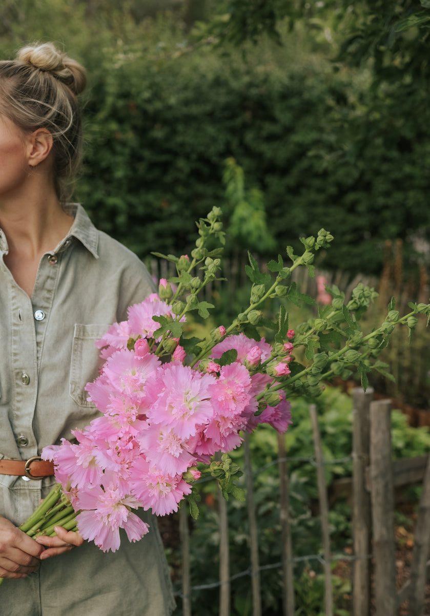 Hollyhock - Spring Celebrities Pink
