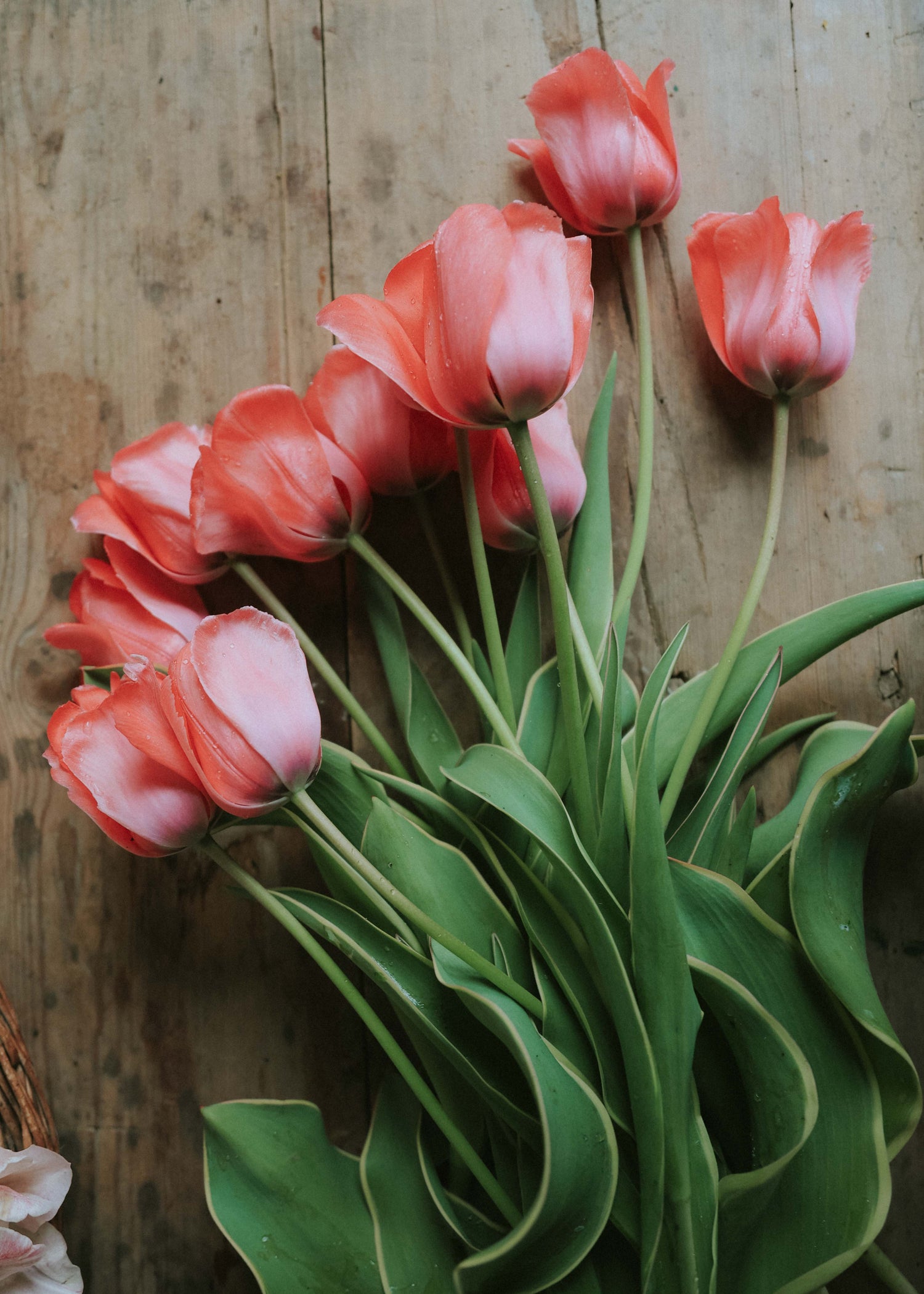 Tulipan - Design Impression EKO