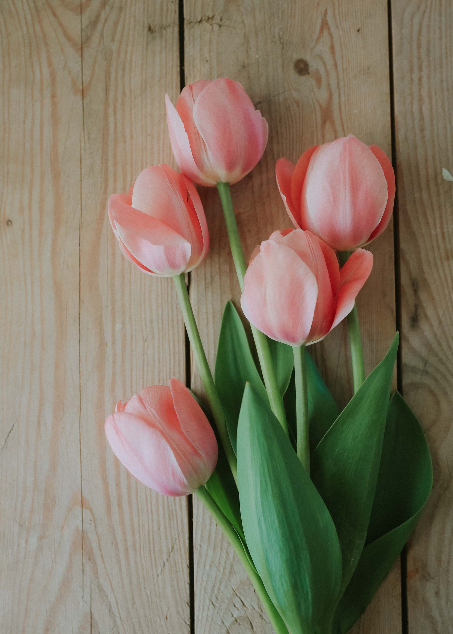 Tulip - Design Impression BIO
