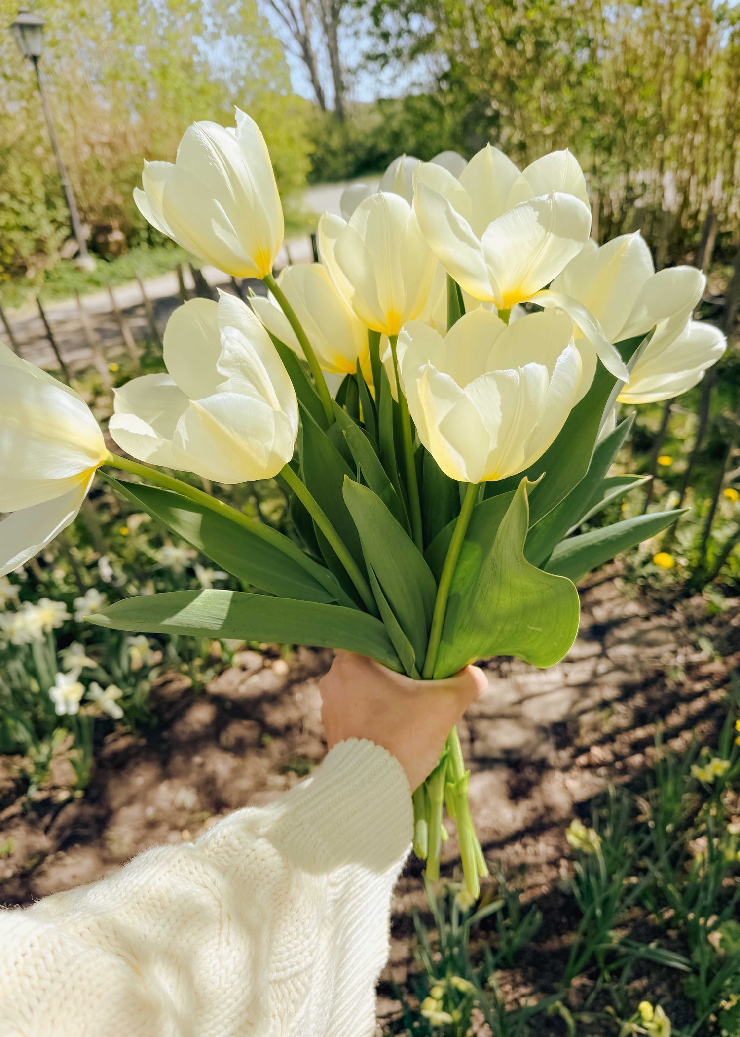 Tulip - Purissima