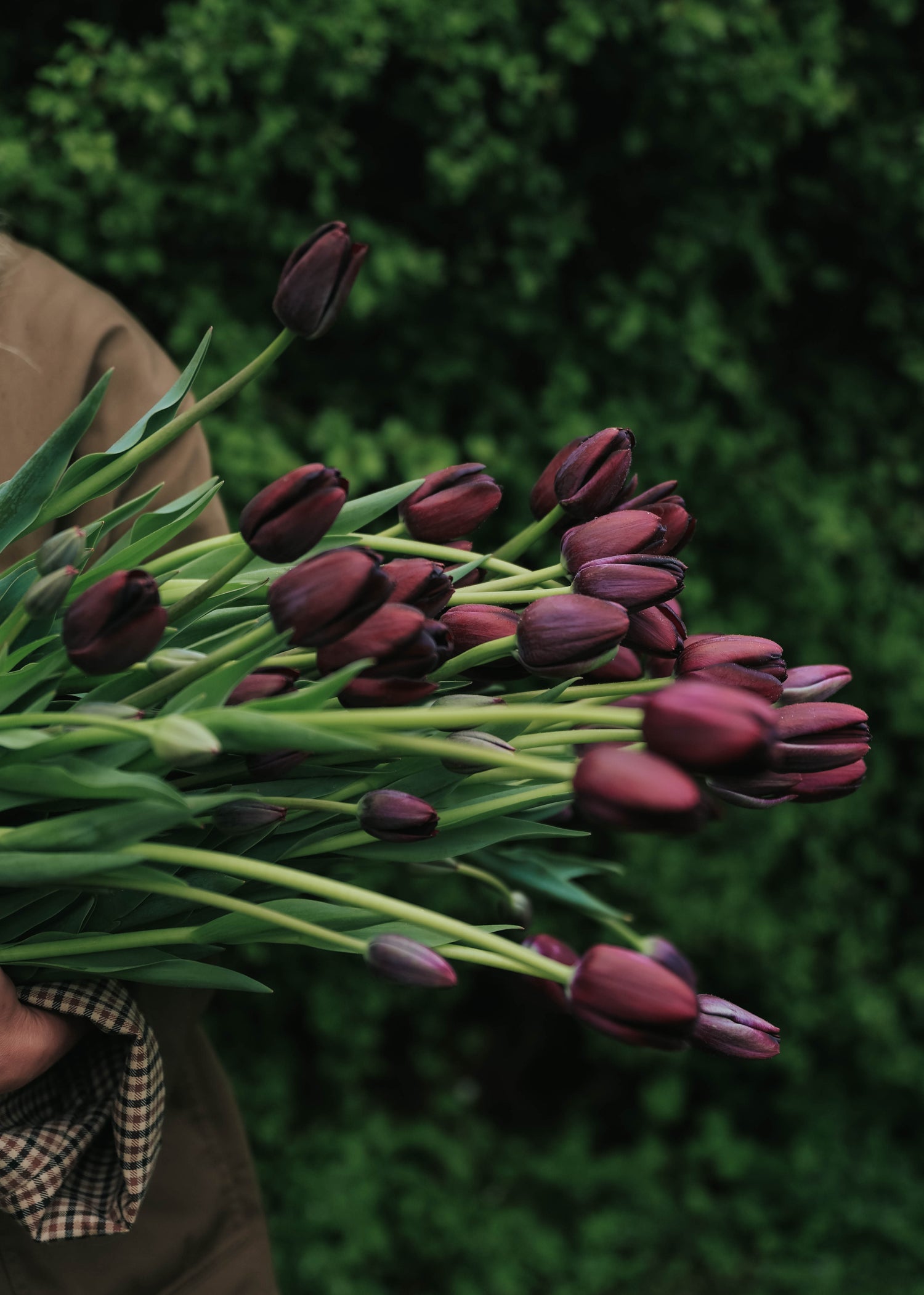 Tulip - Queen of Night
