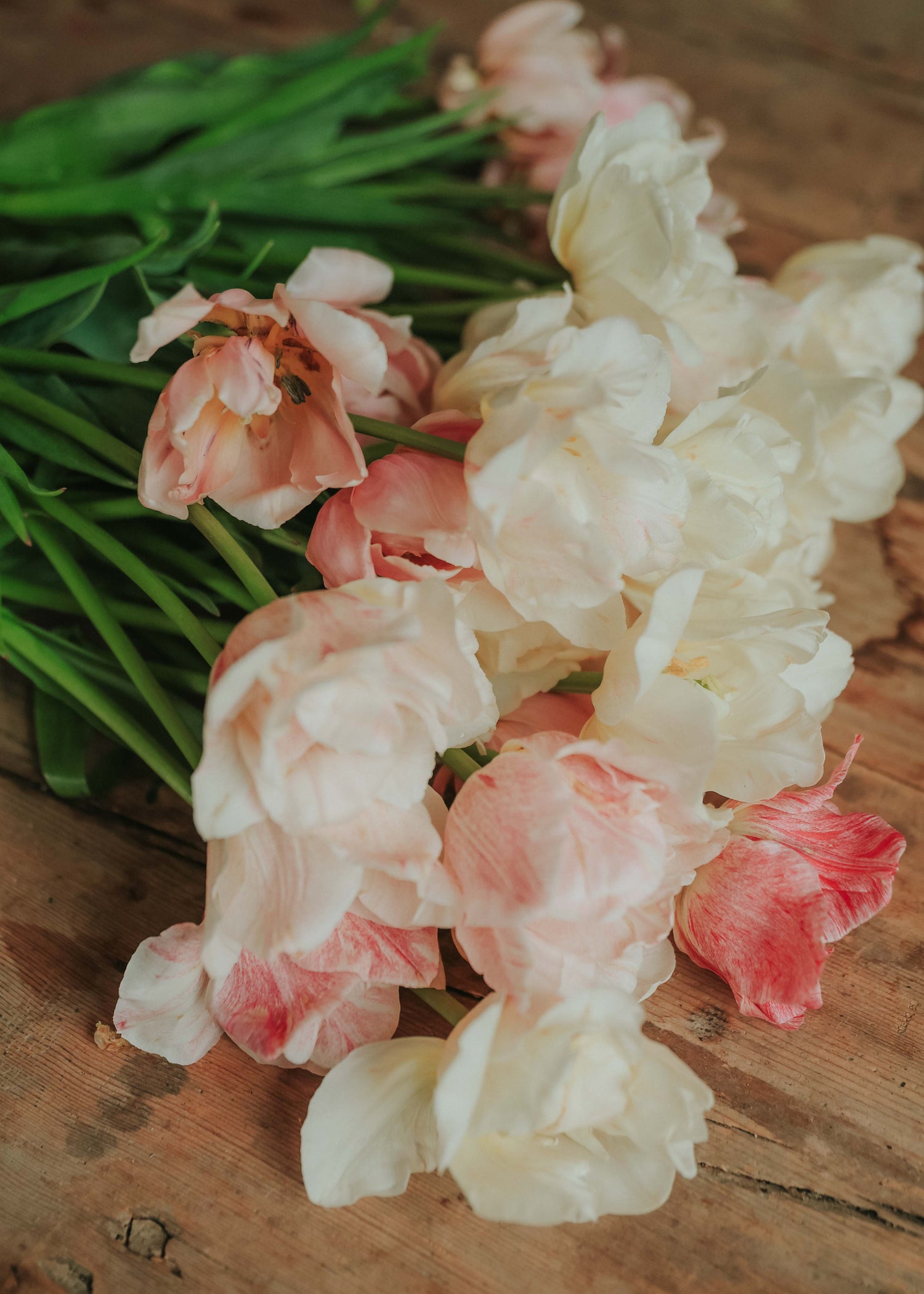 Tulip - Silk Road