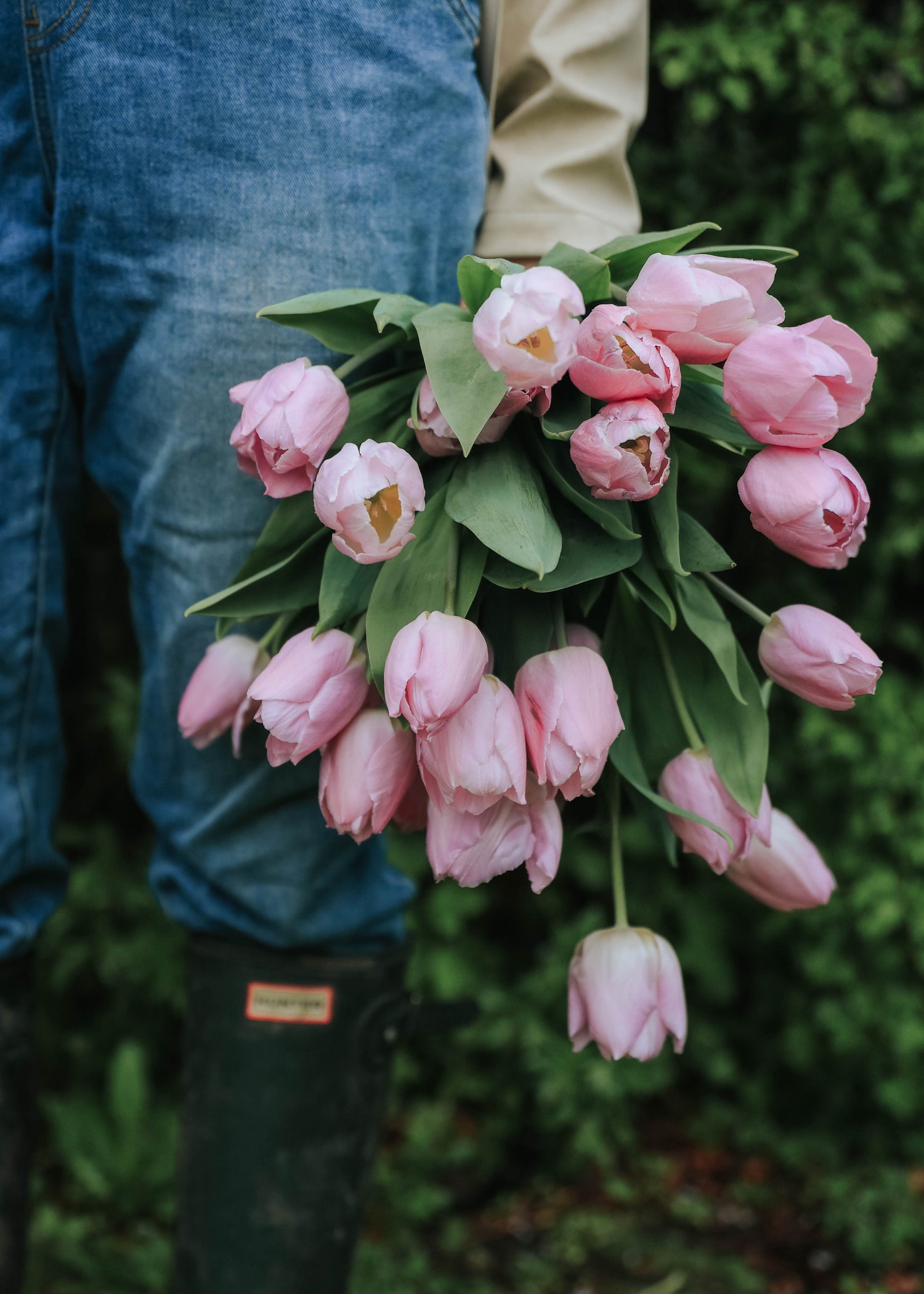 Tulip - Candy Prince