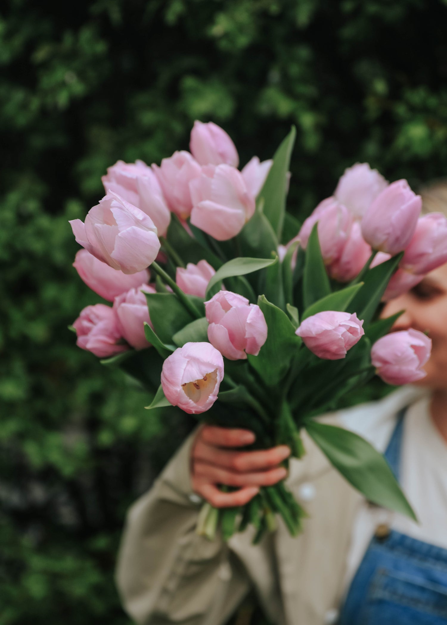 Tulip - Candy Prince