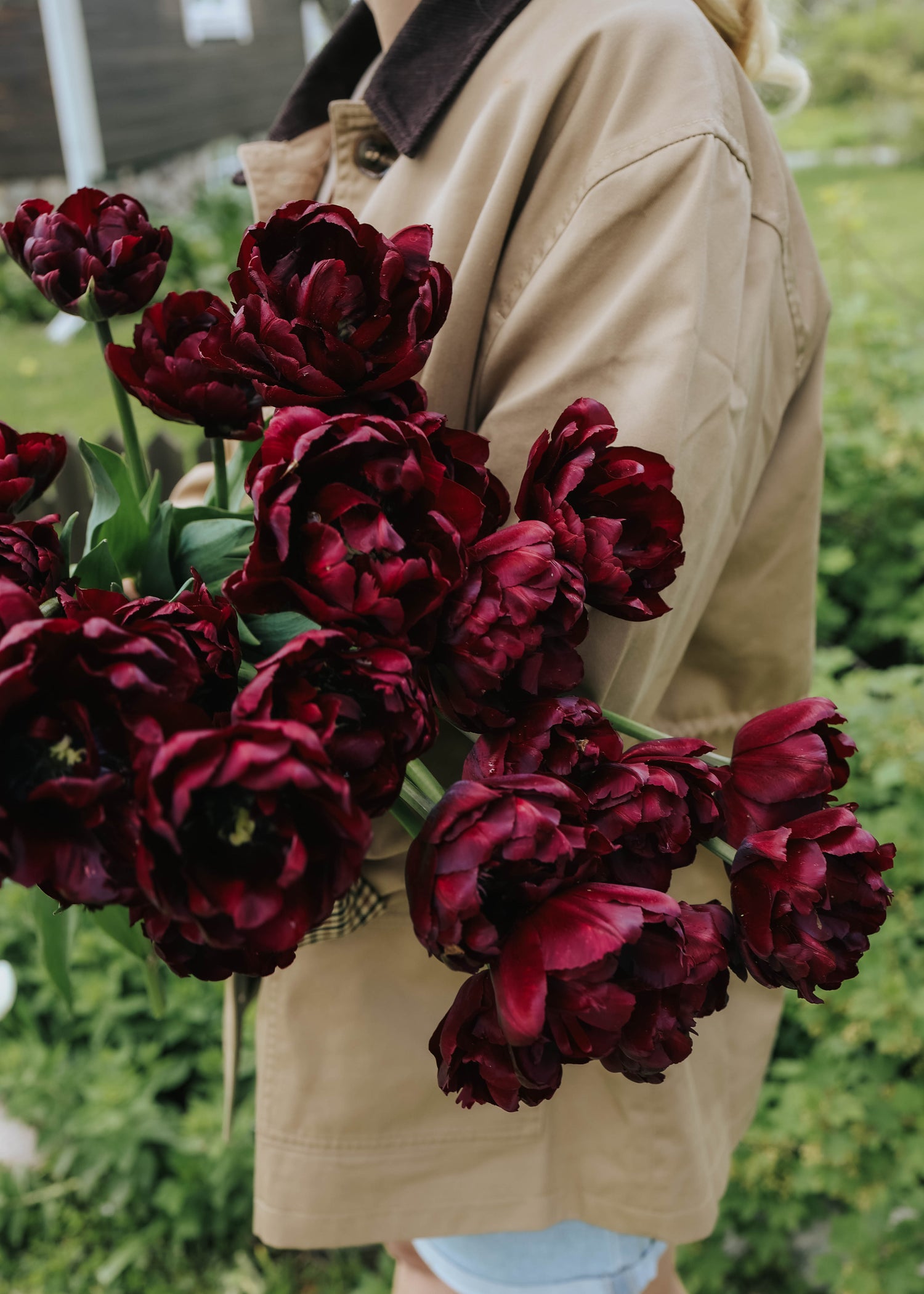 Tulip - Palmyra