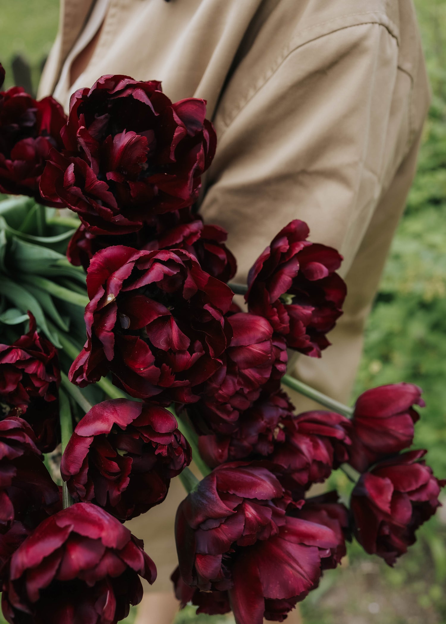 Tulip - Palmyra