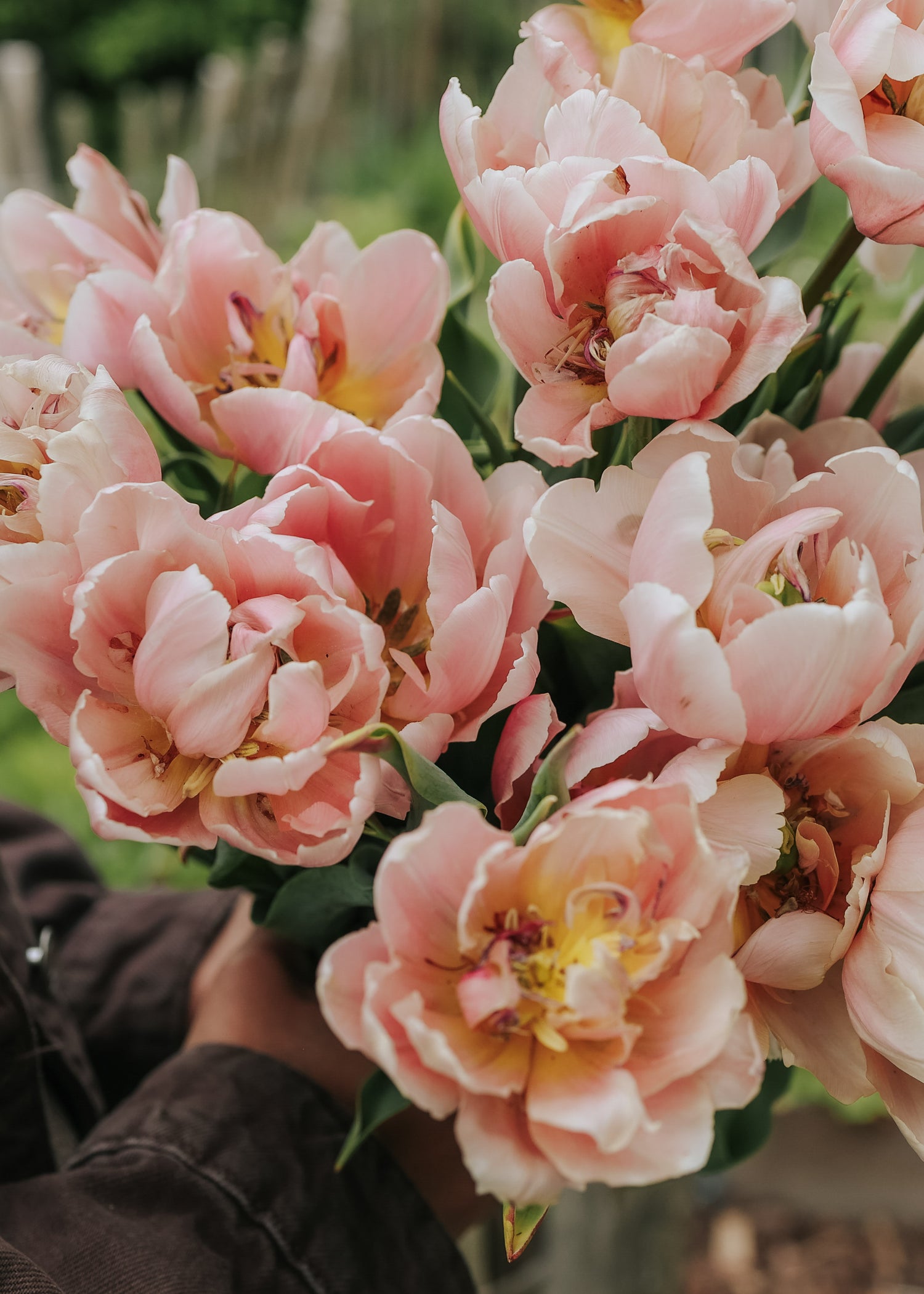 Tulpe - Pink Art