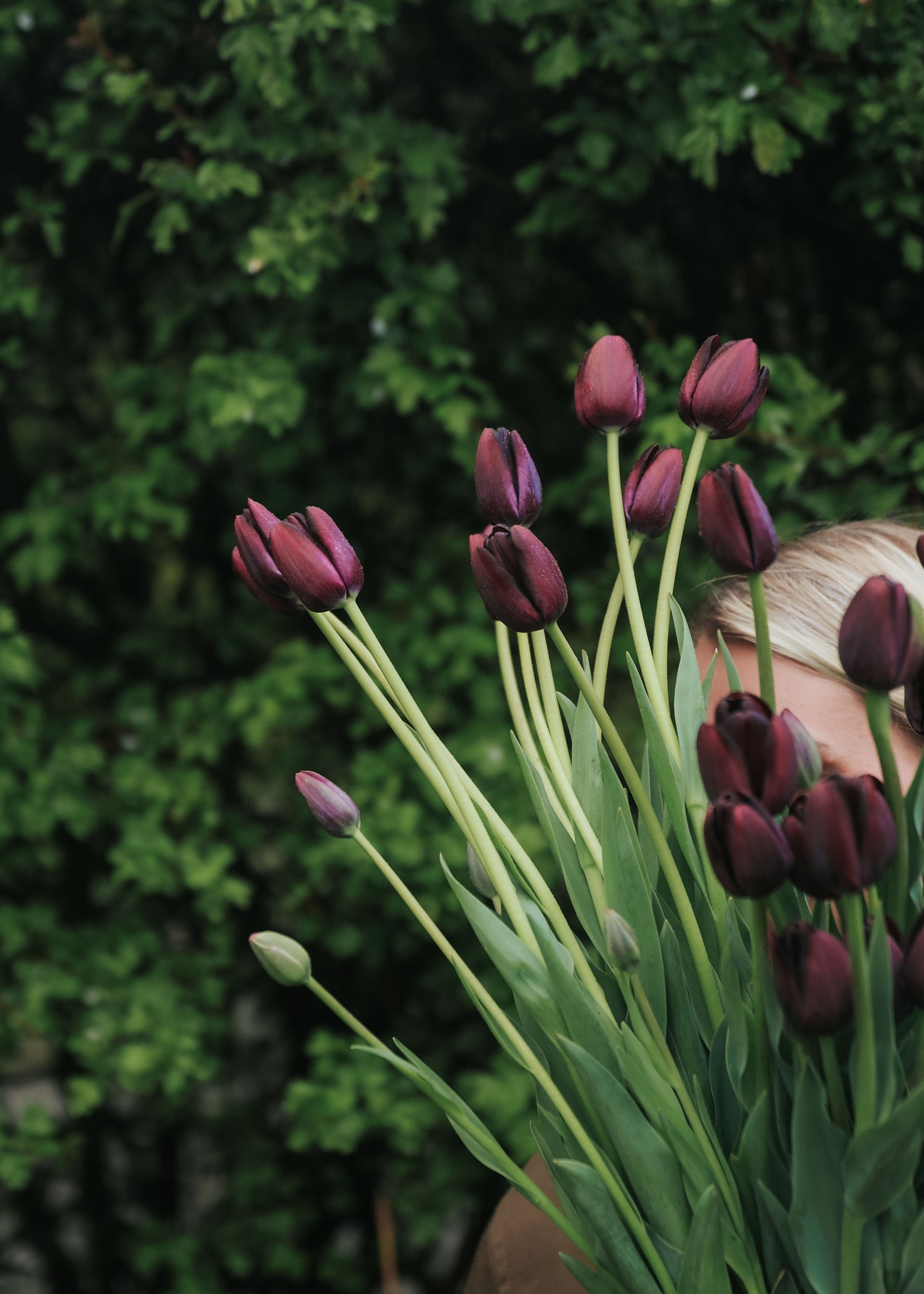 Tulip - Queen of Night