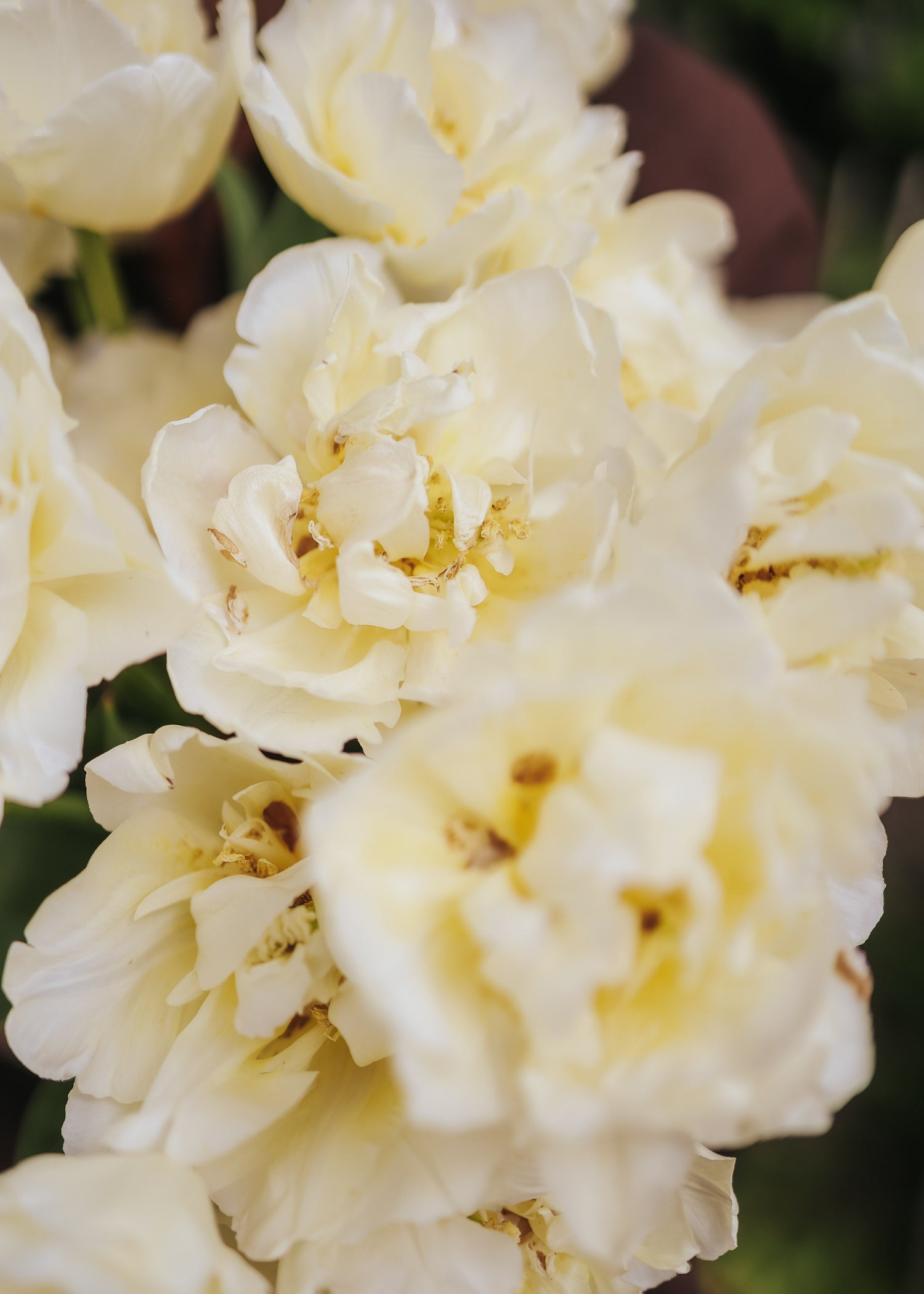 Tulip - Verona
