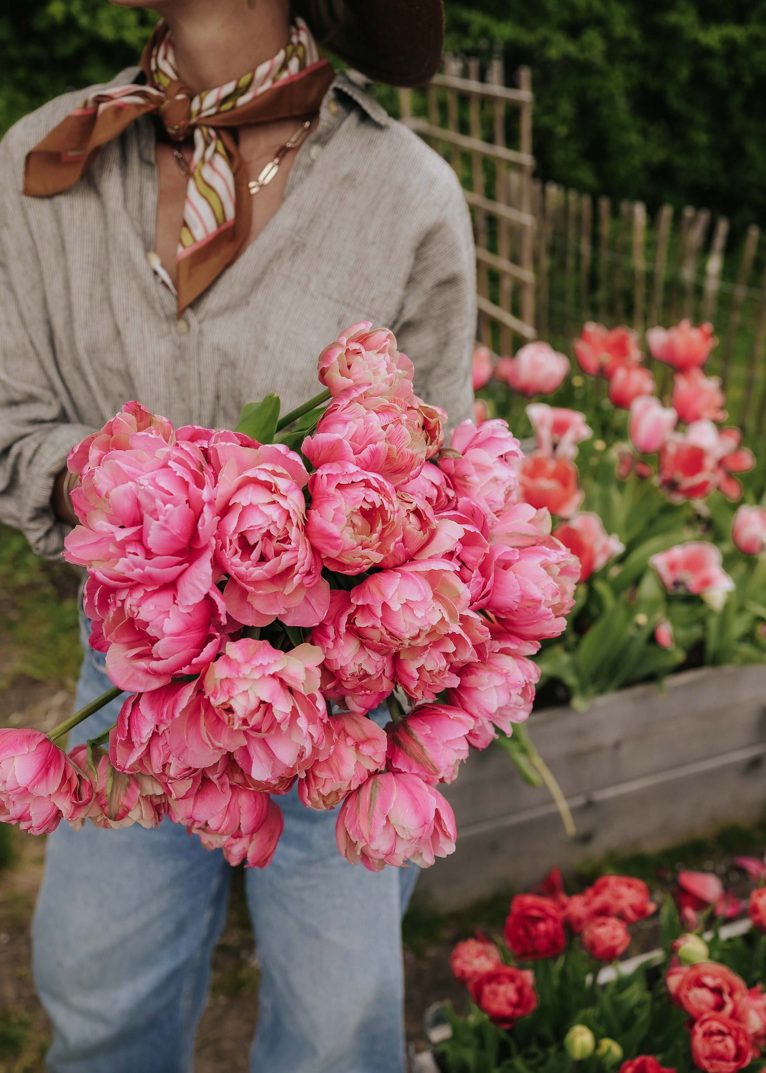 Tulpe - Pink Star
