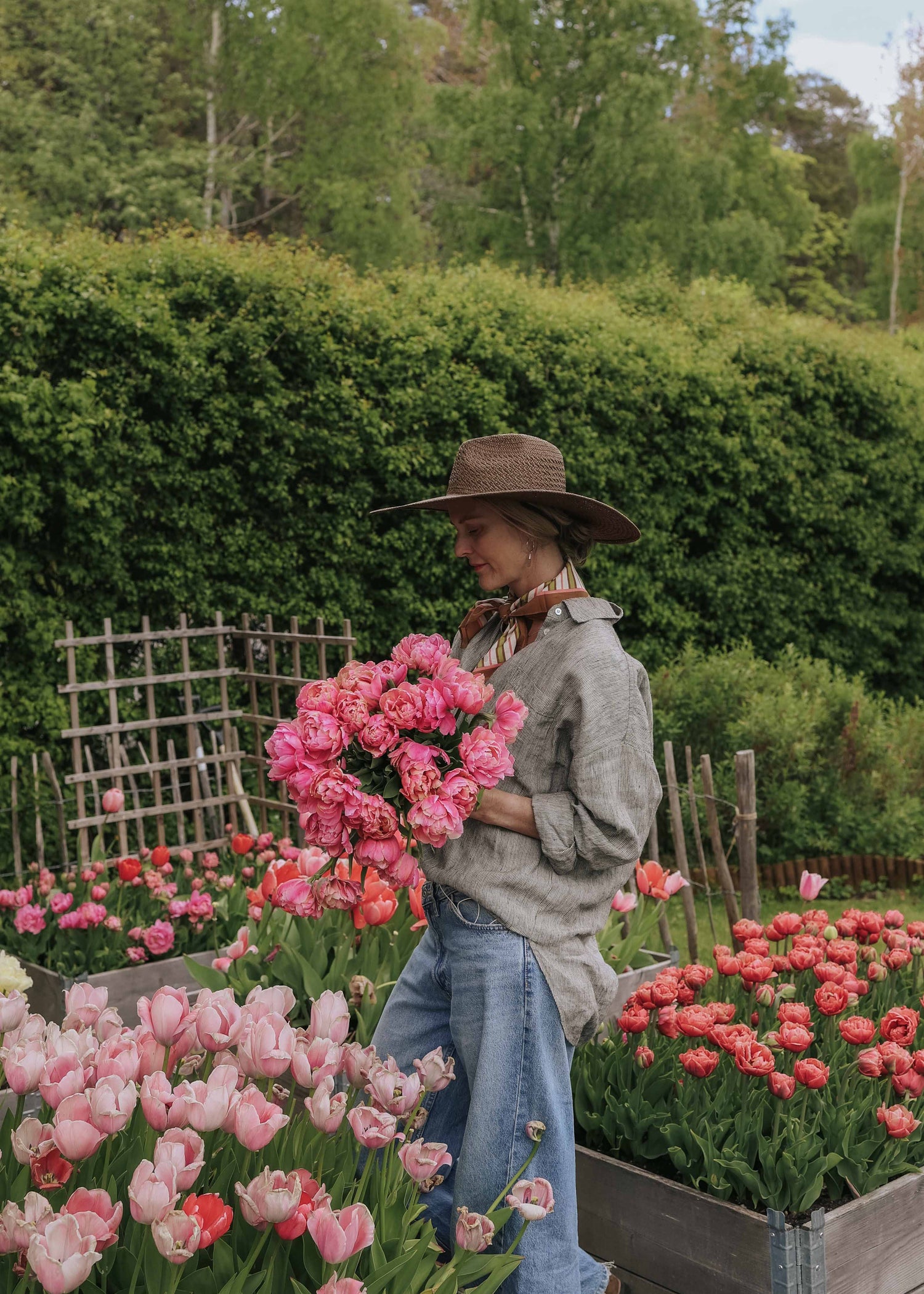 Tulpe - Pink Star