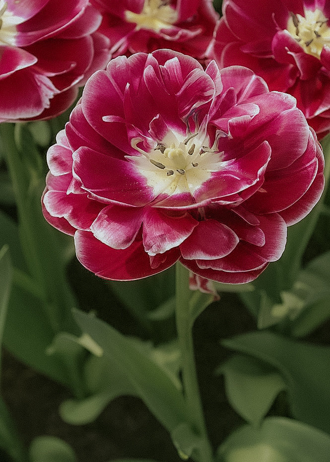 Tulip - Dream Touch