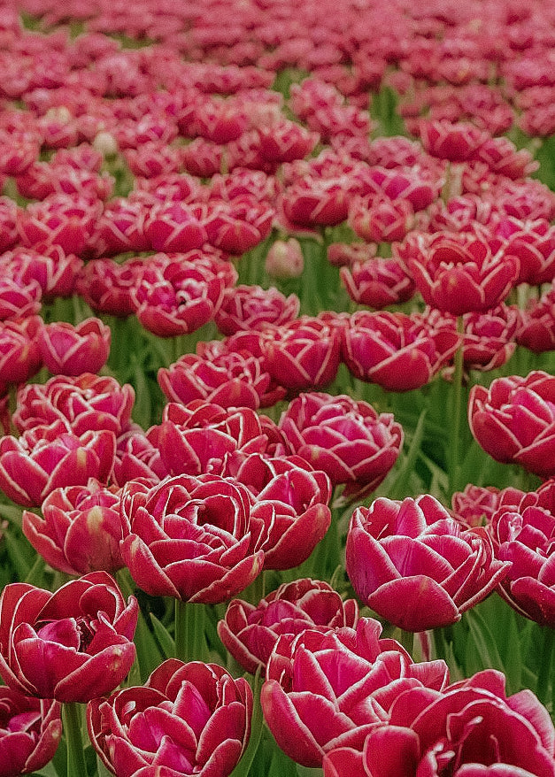 Tulip - Dream Touch