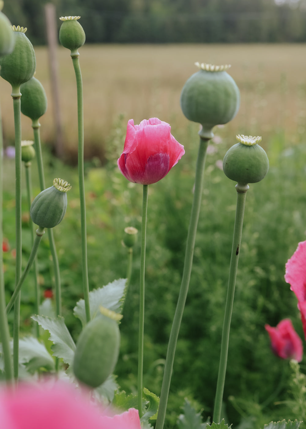 Mohnblume - Bowling Ball