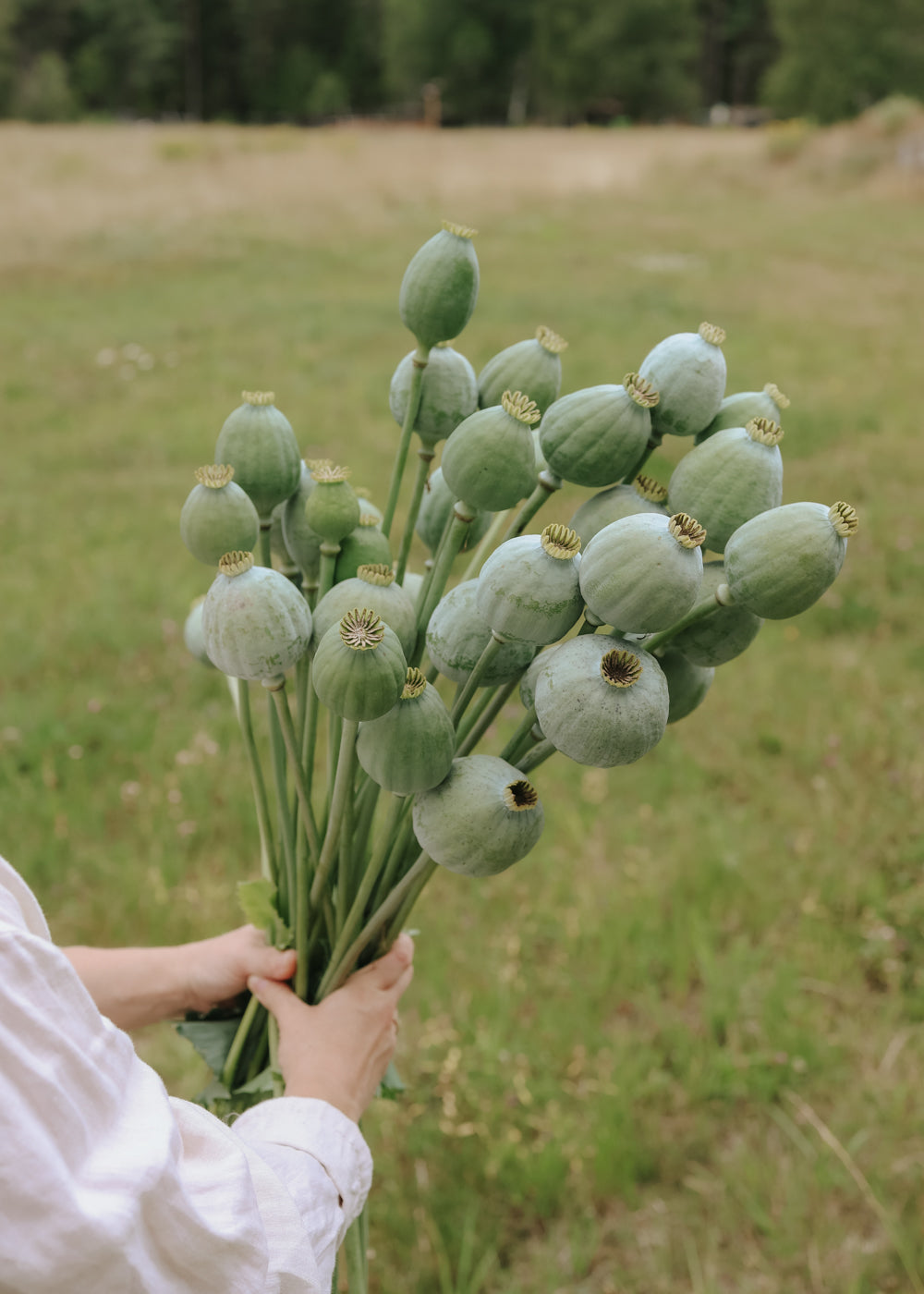 Mohnblume - Bowling Ball