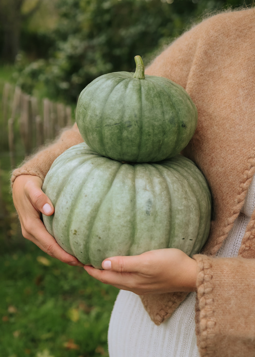 Kürbis - Jarrahdale