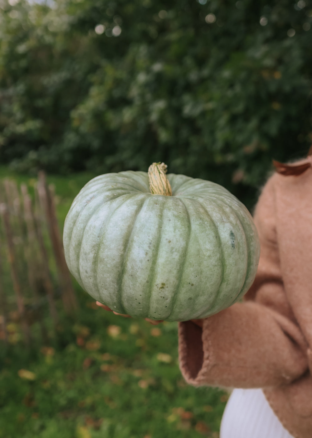 Kürbis - Jarrahdale