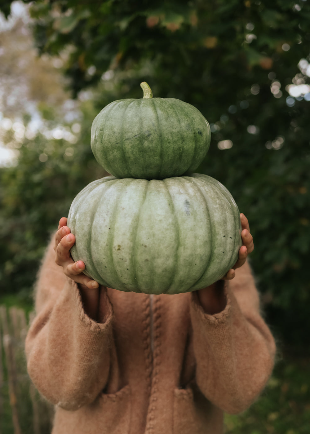 Kürbis - Jarrahdale