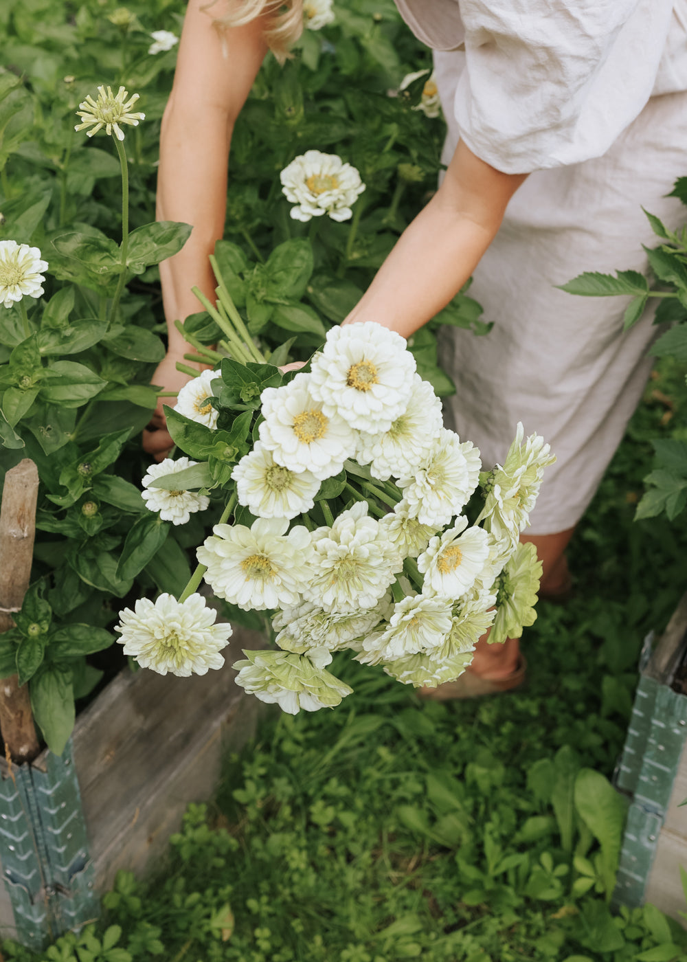 Zinnie - Benary Giant White