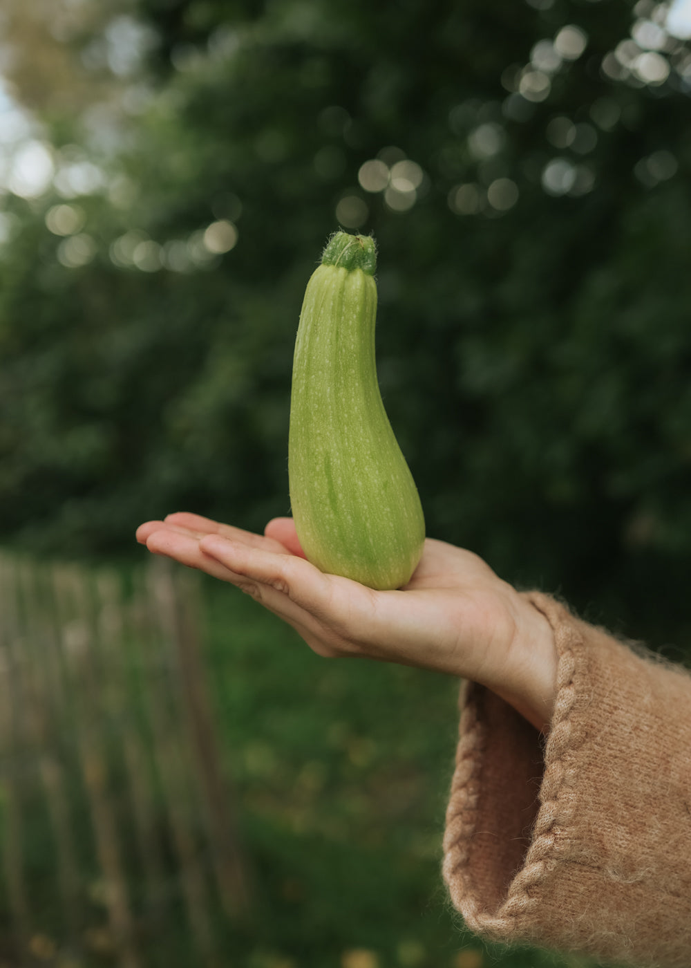 Zucchini - Bianca di trieste