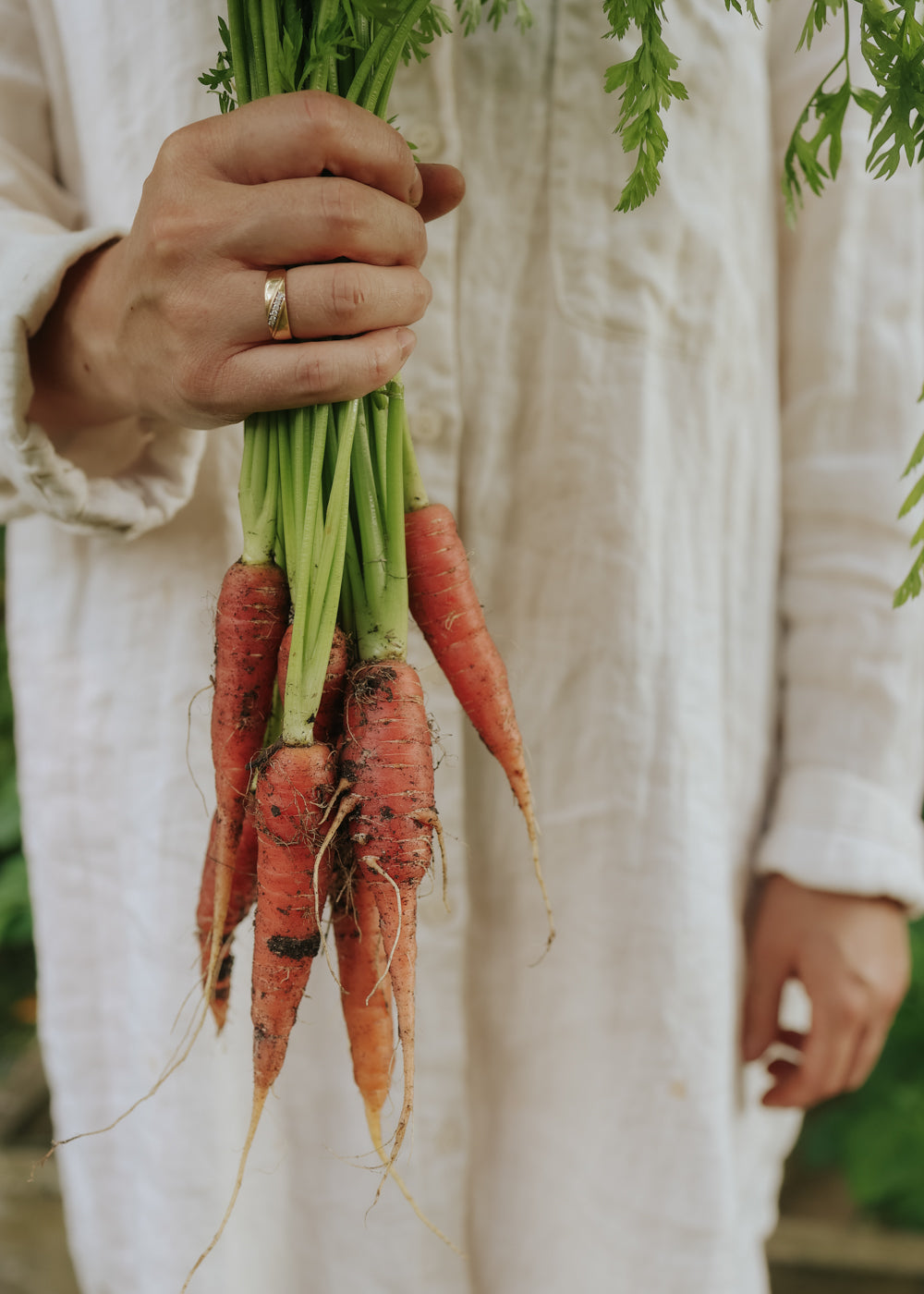 Karotte - Red Sun F1