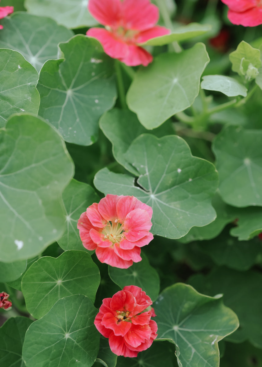 Nasturtium - Whyrlybird Cherry Rose
