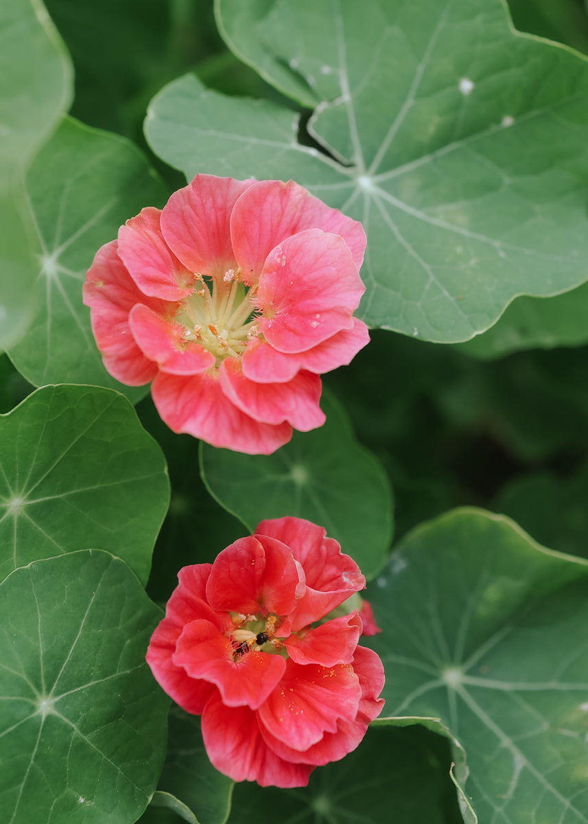 Nasturtium - Whyrlybird Cherry Rose