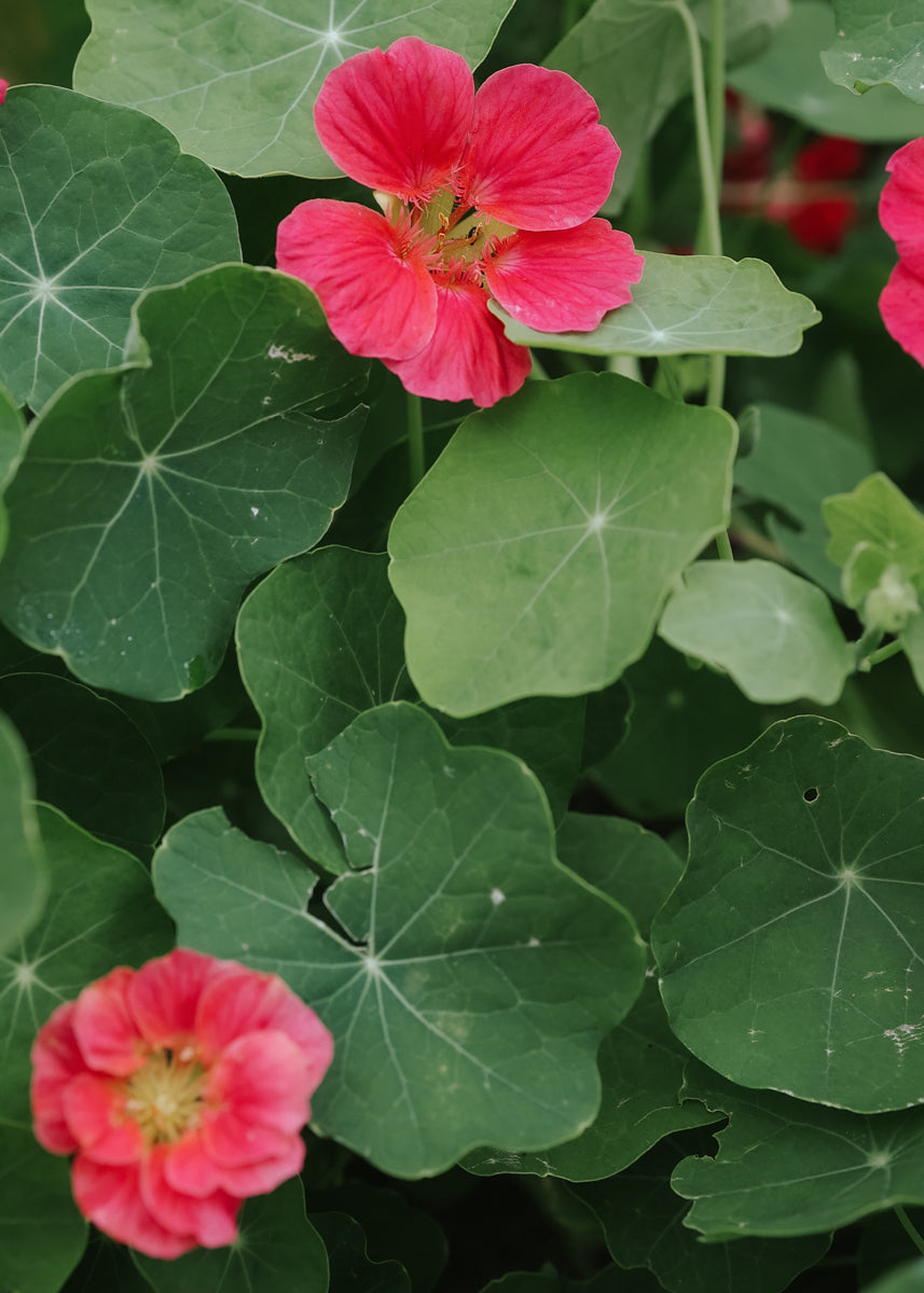 cherry rose jewel nasturtium seeds Nasturtium seeds - Whyrlybird Cherry Rose