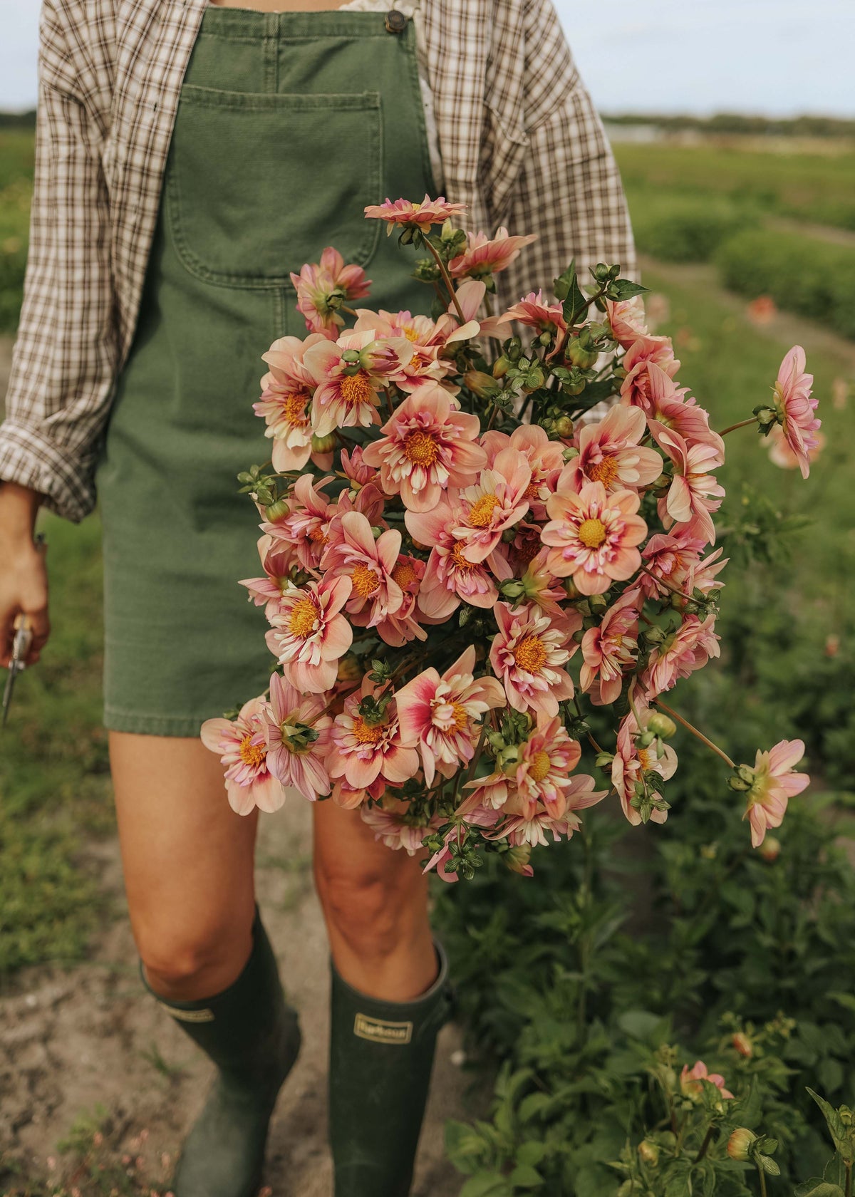 Dahlia - Rhubarb & Custard